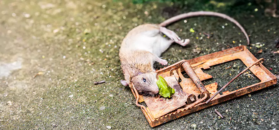 Rat Trapping in West Bloomfield