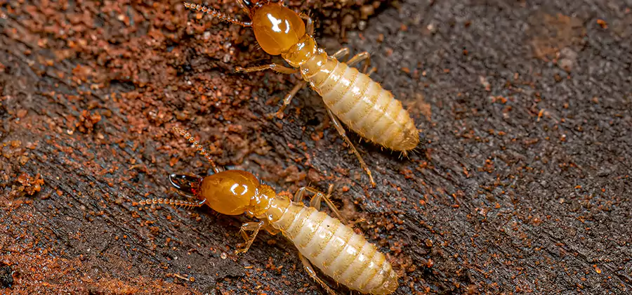 Sentricon Residential Termite Control in West Bloomfield