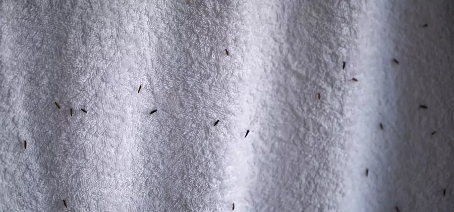 Small Black Ants in Bathroom Treatment in West Bloomfield