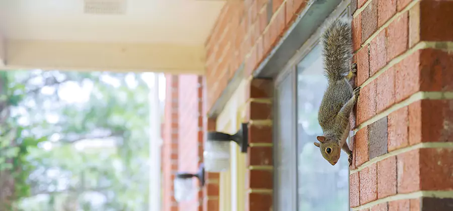 Squirrel Inside Walls Removal in West Bloomfield