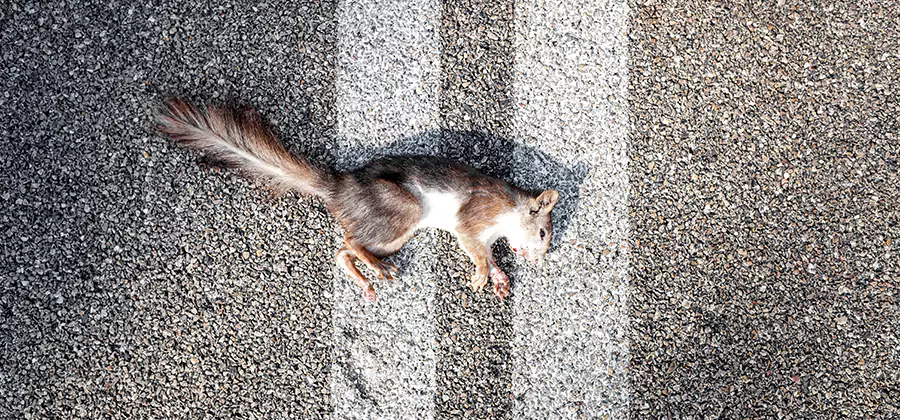 Dead Squirrel Removal in West Bloomfield