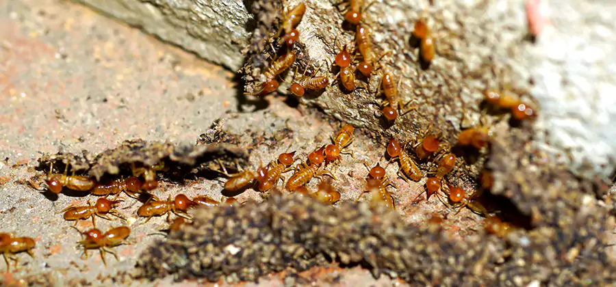 Wood Treatment and Localized Termite Solutions in West Bloomfield