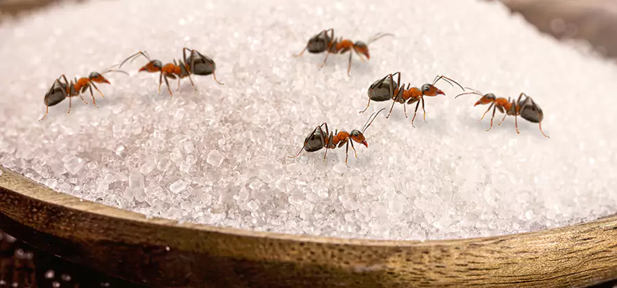 Indoor Sugar Ant Treatment in West Bloomfield