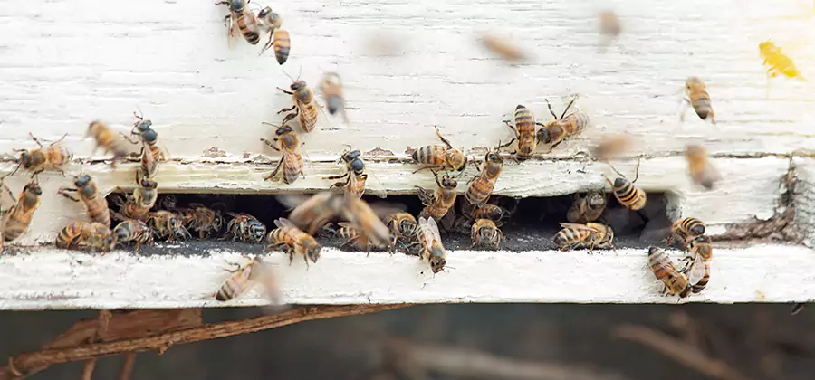 Residential Termite Fumigation in West Bloomfield