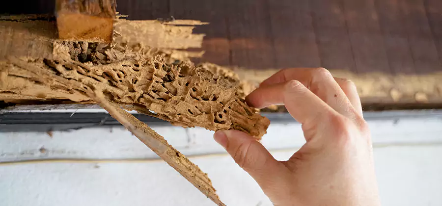 Pre-Purchase Termite Inspection in West Bloomfield