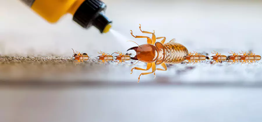 Foundation Termite Spraying Control in West Bloomfield