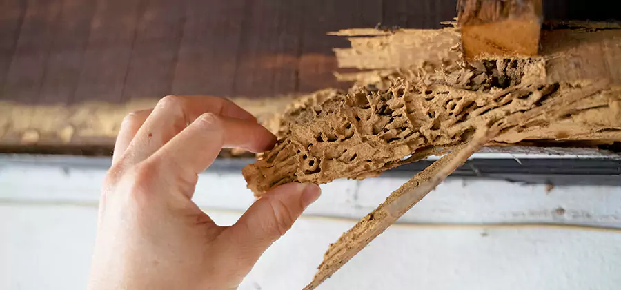 Pre-Construction Termite Treatment in West Bloomfield