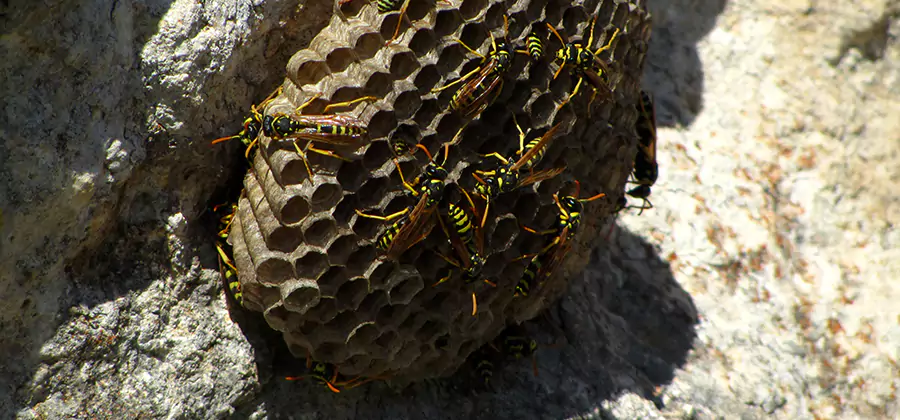 Wasp Nest in Tree Removal West Bloomfield