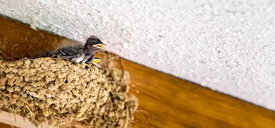 Bird Removal From House in West Bloomfield