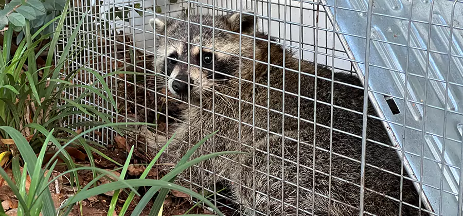 Wildlife Relocation Services in West Bloomfield