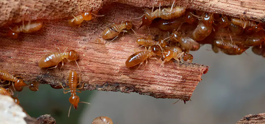 Wood Preservation Termite Treatment in West Bloomfield