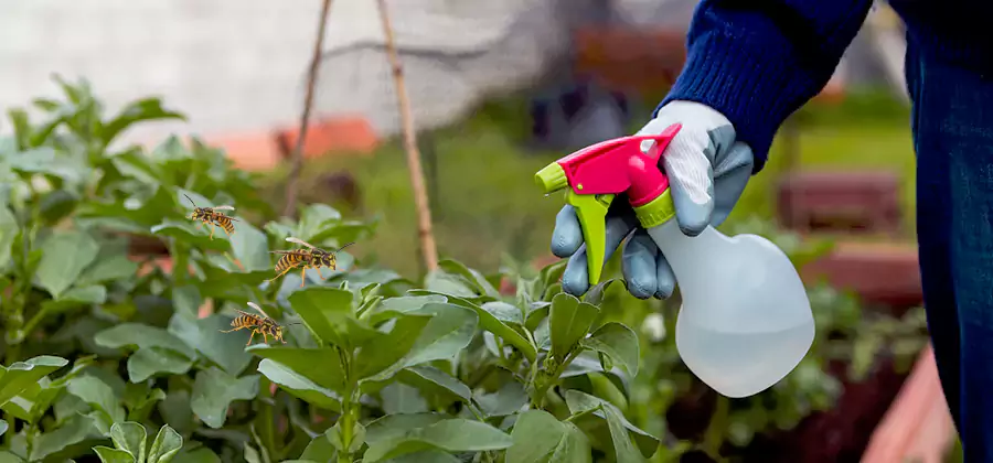 Yellow Jacket Pest Removal for Commercial Properties in West Bloomfield