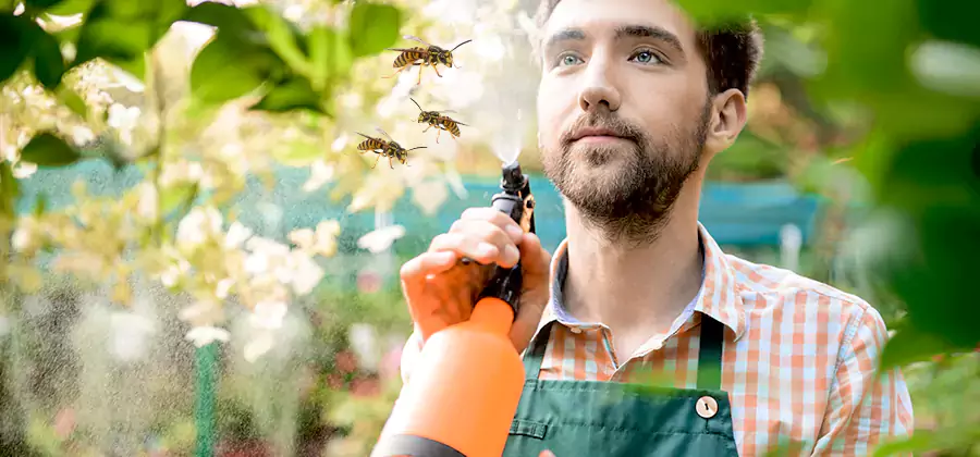 Yellow Jacket Wasp Removal in West Bloomfield