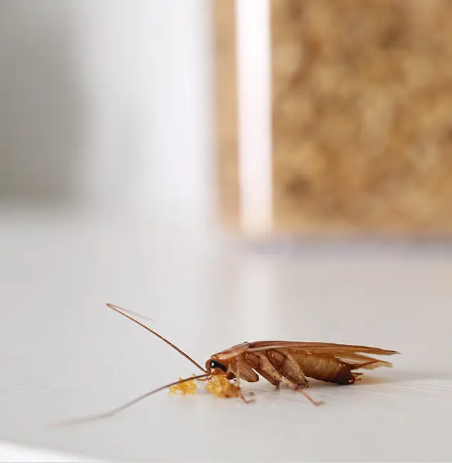 Why West Bloomfield Pest Control Pro Stands Out in West Bloomfield, MI?