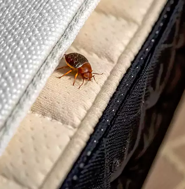 Why Choose West Bloomfield Pest Control Pro for Bed Bug Treatment at Home in West Bloomfield, MI?