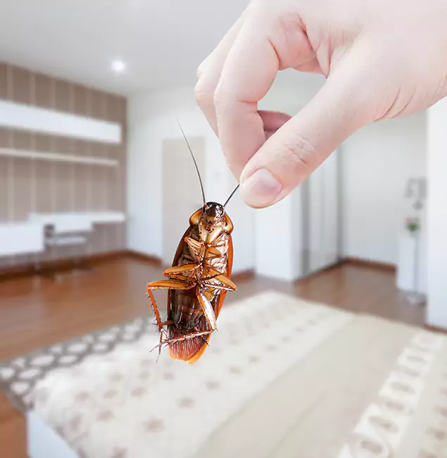 Why West Bloomfield Pest Control Pro Stand Out For Bed Bug Inspection in West Bloomfield, MI?