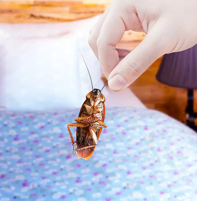 Why Choose West Bloomfield Pest Control Pro for Bed Bug Treatment in West Bloomfield, MI?