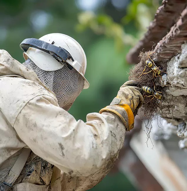 Why West Bloomfield Property Owners Choose West Bloomfield Pest Control Pro for Bee Exterminator?