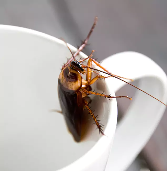 Why West Bloomfield, MI Residents Trust West Bloomfield Pest Control Pro for Cockroach Fumigation?