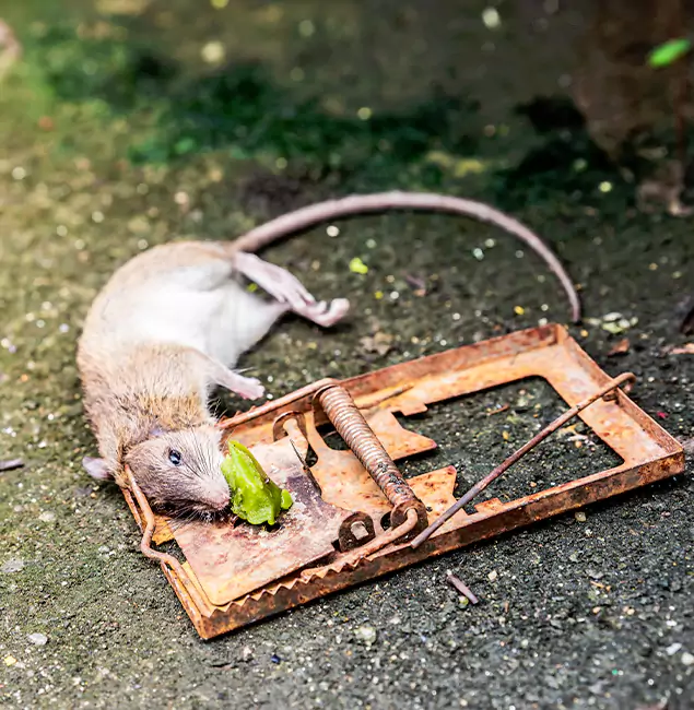 Why West Bloomfield, MI Homeowners Trust West Bloomfield Pest Control Pro for Rodent Removal?