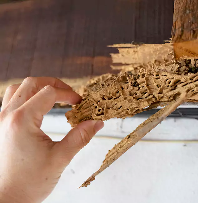 Why Choose West Bloomfield Pest Control Pro in West Bloomfield, MI?