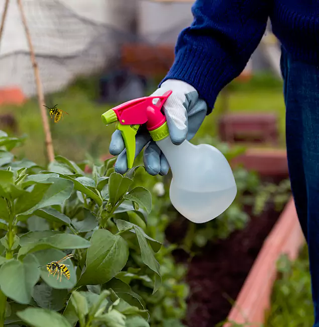 Why West Bloomfield Homeowners Choose West Bloomfield Pest Control Pro for Honey Bee Removal?