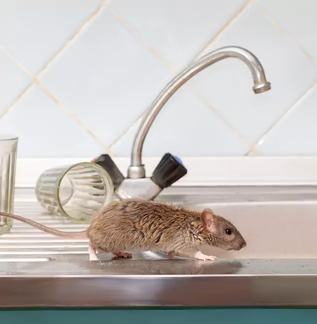Why West Bloomfield, MI Trusts West Bloomfield Pest Control Pro for Humane Rodent Control?