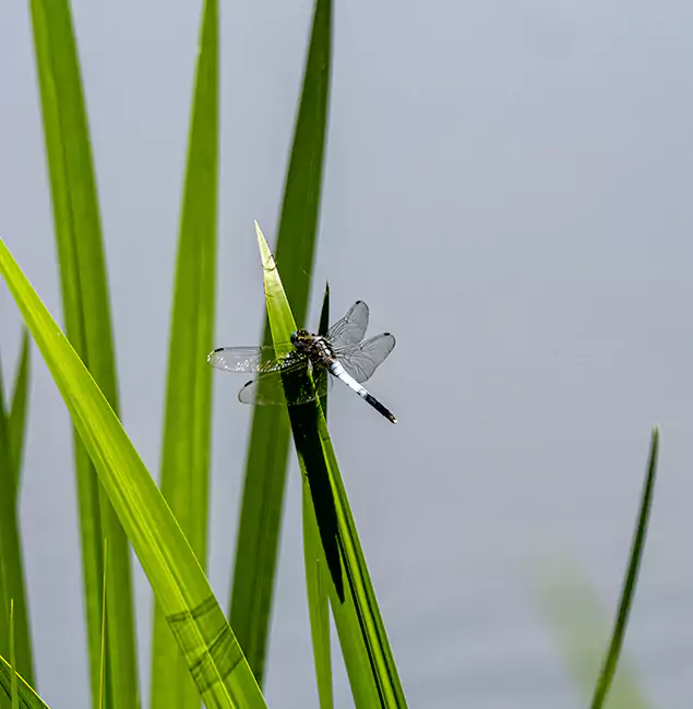 Why West Bloomfield Families Trust West Bloomfield Pest Control Pro for Mosquito Prevention?