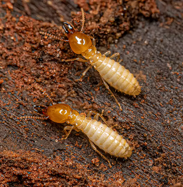 Why Choose West Bloomfield Pest Control Pro for Termite Treatment Without Tenting in West Bloomfield, MI?