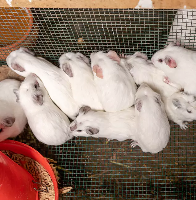 Why Choose West Bloomfield Pest Control Pro for Rat Infestation in West Bloomfield, MI?