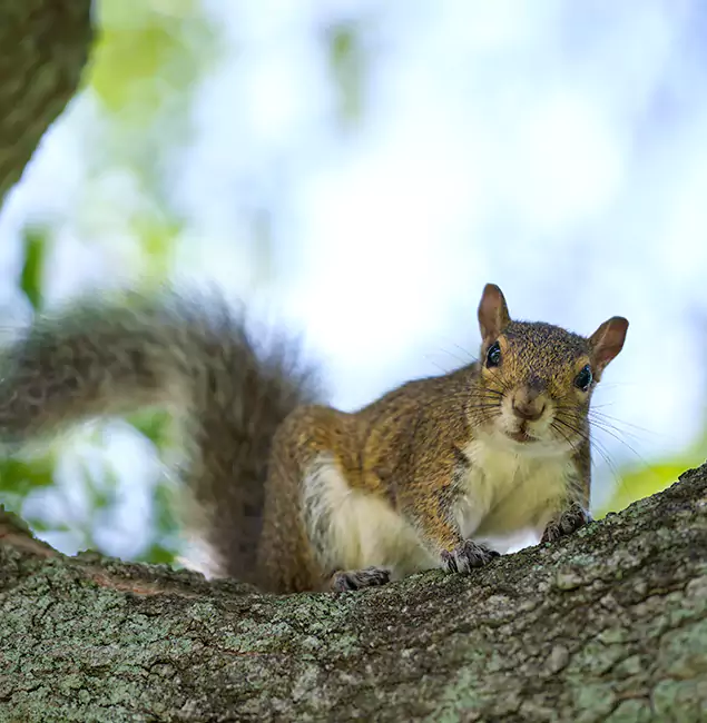 Why West Bloomfield, MI Relies on West Bloomfield Pest Control Pro for Squirrel Pest Control?