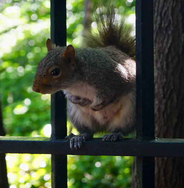 Why West Bloomfield, MI Chooses West Bloomfield Pest Control Pro for Squirrel Removal?