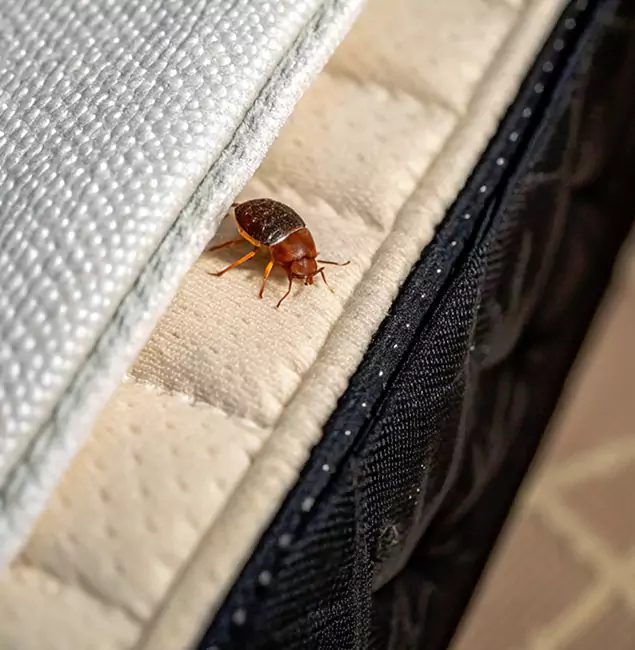 Why West Bloomfield Homeowners Trust West Bloomfield Pest Control Pro for Tick Treatment?