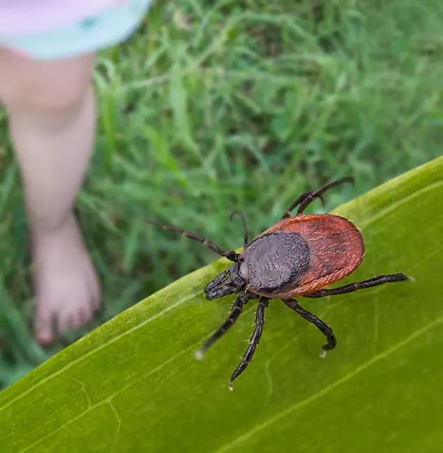 Why West Bloomfield Homeowners Choose West Bloomfield Pest Control Pro for Tick Extermination?