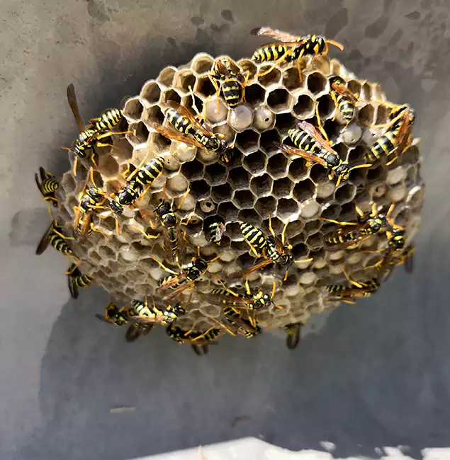 Why West Bloomfield Chooses West Bloomfield Pest Control Pro for Wasp Control Services?