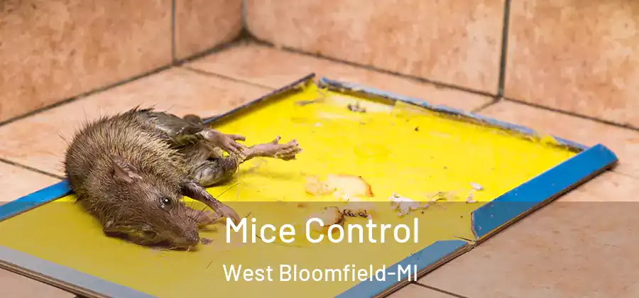  Mice Control West Bloomfield-MI