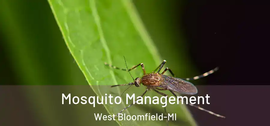  Mosquito Management West Bloomfield-MI