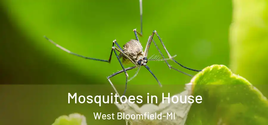Mosquitoes in House West Bloomfield-MI