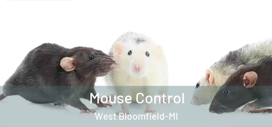 Mouse Control West Bloomfield-MI