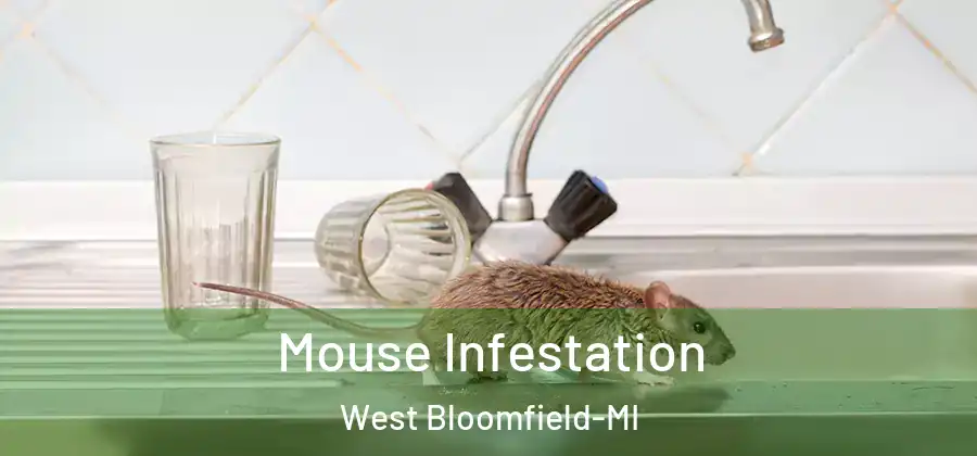  Mouse Infestation West Bloomfield-MI