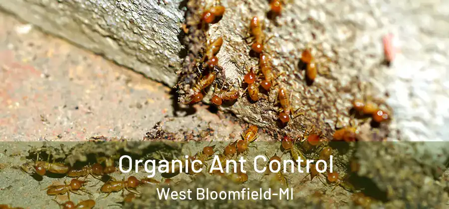 Organic Ant Control West Bloomfield-MI