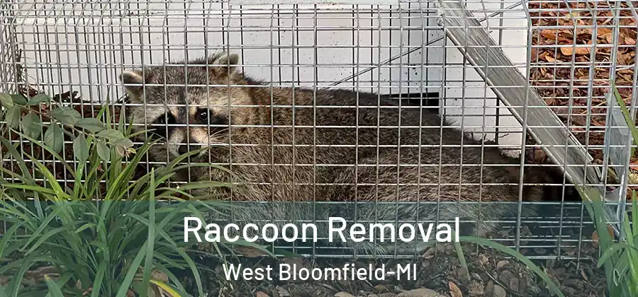 Raccoon Removal West Bloomfield-MI