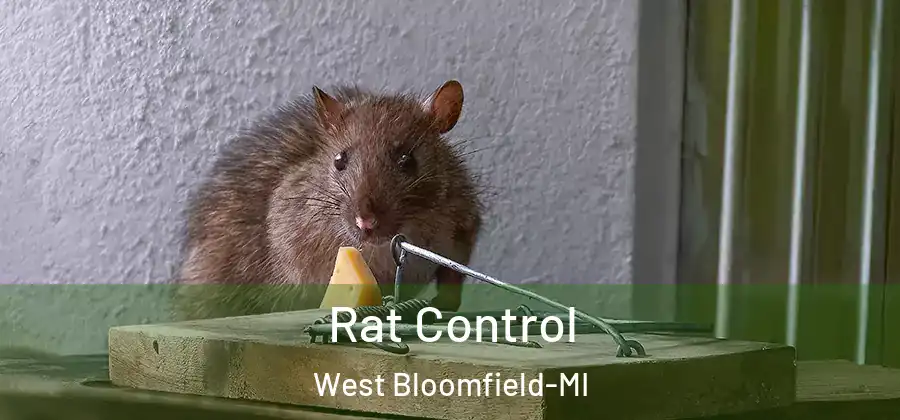  Rat Control West Bloomfield-MI