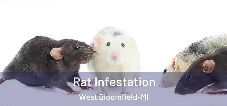 Rat Infestation West Bloomfield-MI