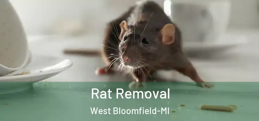 Rat Removal West Bloomfield-MI