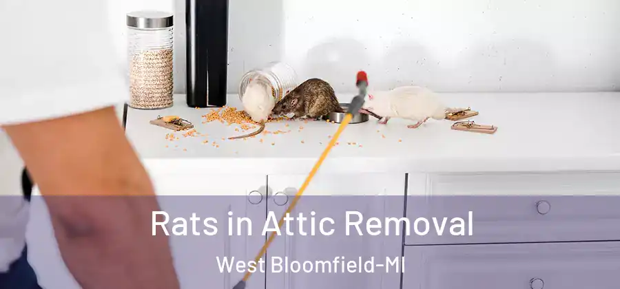 Rats in Attic Removal West Bloomfield-MI