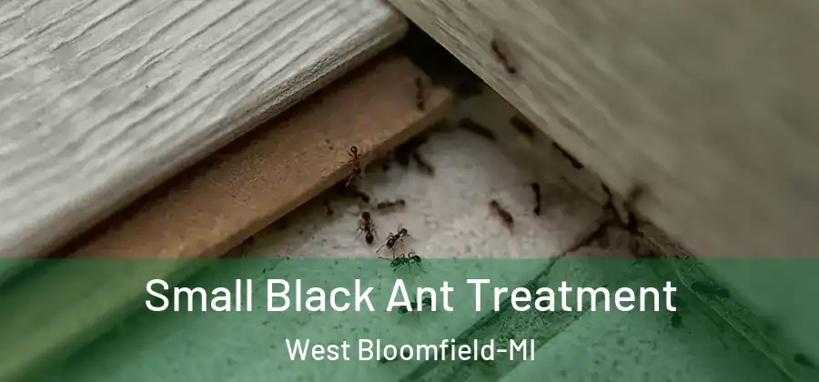 Small Black Ant Treatment West Bloomfield-MI