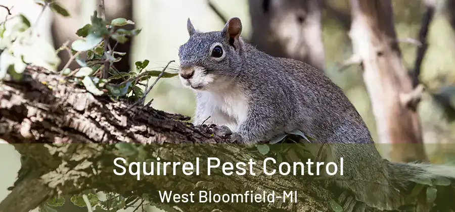  Squirrel Pest Control West Bloomfield-MI