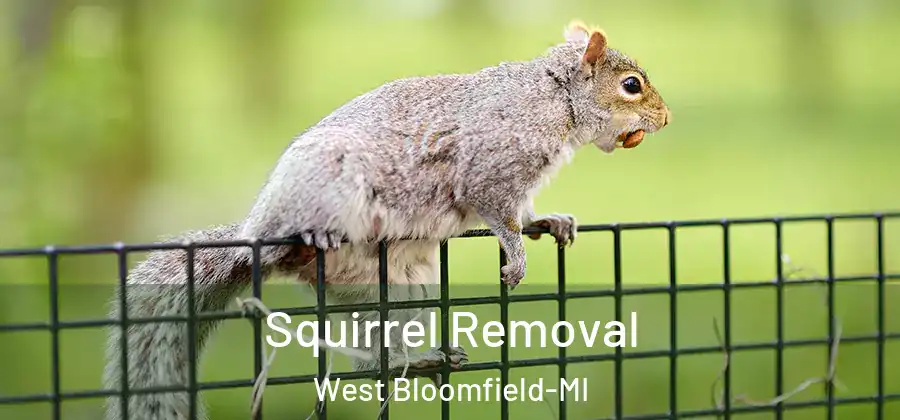  Squirrel Removal West Bloomfield-MI