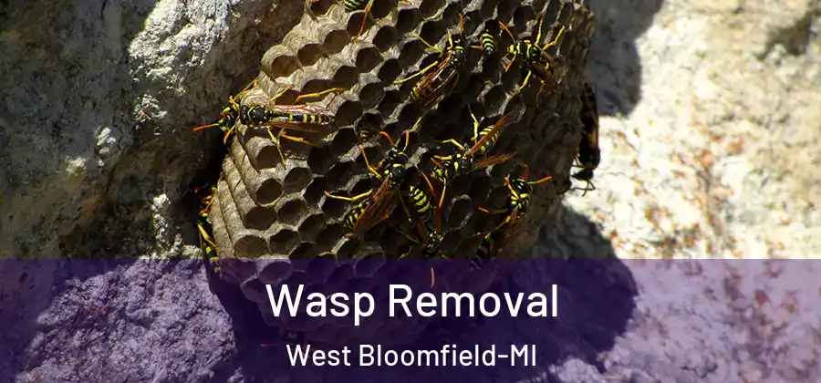 Wasp Removal West Bloomfield-MI